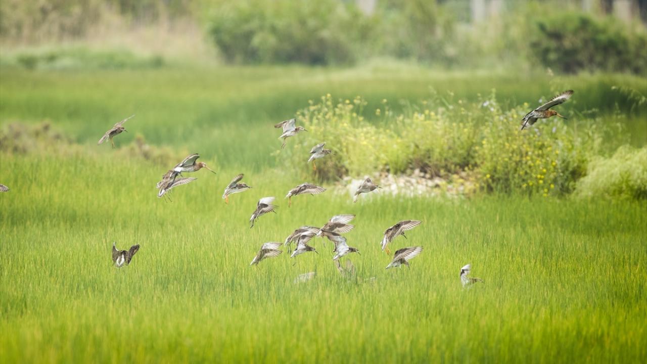 Döğüşken kuşlar ve Çamur çulluklar