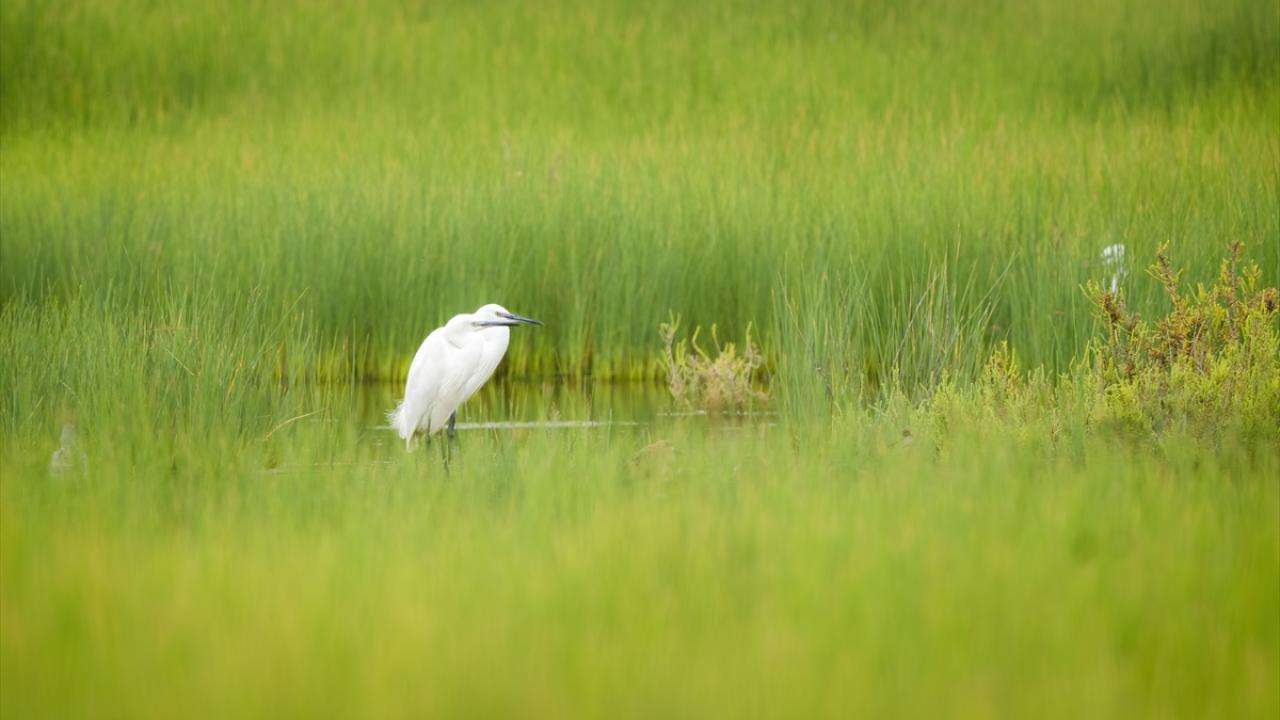 Küçük Ak Balıkçıllar