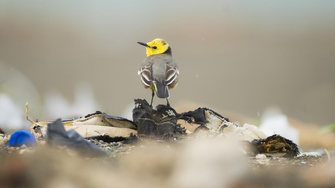 Sarı Başlı Kuyruksallayan