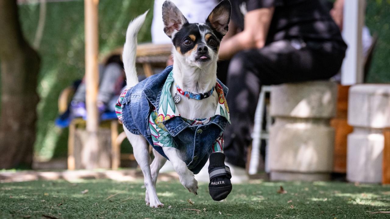 "Amacımız engelli hayvanlara farkındalık yaratmak"