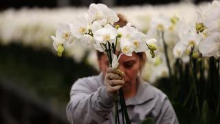 Çukurova'da çiçekler Anneler Günü için hazırlanıyor