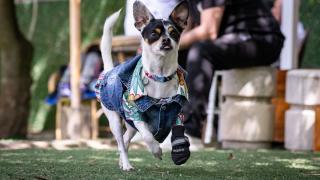 Engelli hayvanlar aynı durumdaki patililerin tedavisi için podyumda boy gösterdi