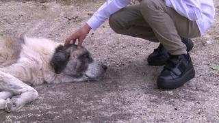 Ortaokul öğrencisi 'köpek kaçıran ayakkabı' geliştirdi