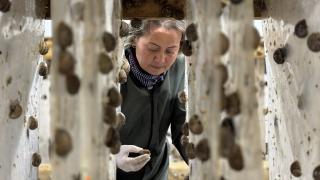 Bulgaristan'dan getirttiği salyangozlarla çiftlik kurdu