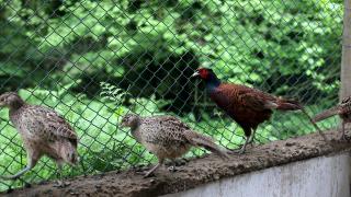 İstanbul’da üretilen sülünler doğaya kazandırılıyor