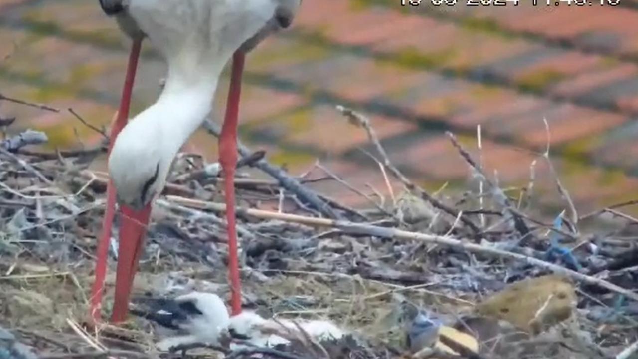 İlk yavru 28 Nisan`da yumurtadan çıktı