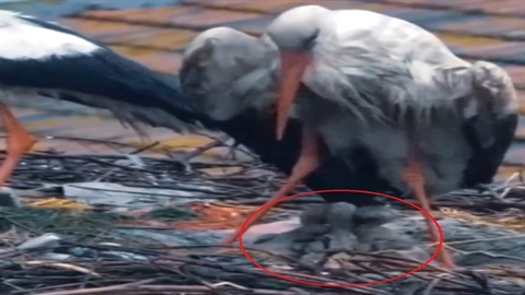 Canlı yayınla yuvası izlenebiliyor