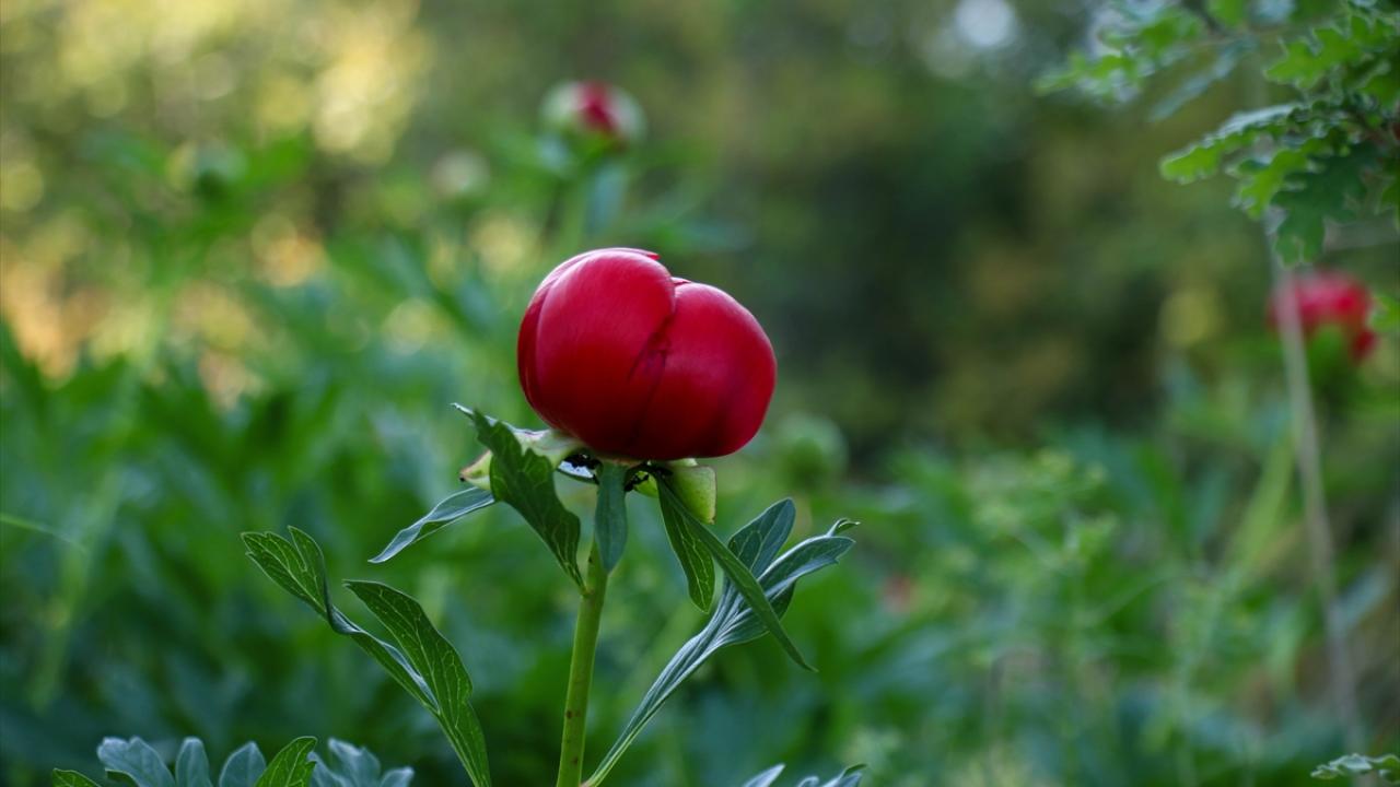 Laleyi koparmanın cezası 244 bin lira