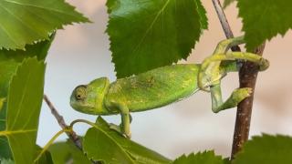 Bukalemunun maydanoz kasasında yolculuğu: Antalya'da bindi Erzurum'da indi