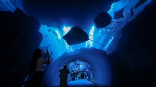 Dubai Akvaryumu ve Su Hayvanları Parkı ziyaretçilerin ilgisini çekiyor