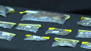 Hayvan kaçırmaya çalışan ABD'li müze müdürü İstanbul Havalimanı'nda gözaltına alındı