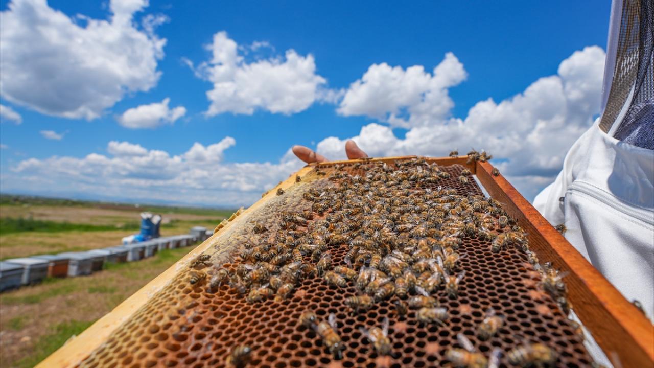 "Arılar bolca polen bulabilmekte"