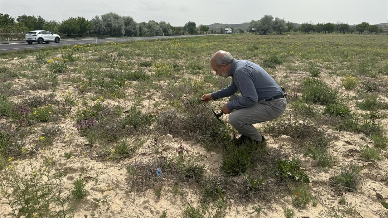 Uluslararası tescil süreci devam ediyor