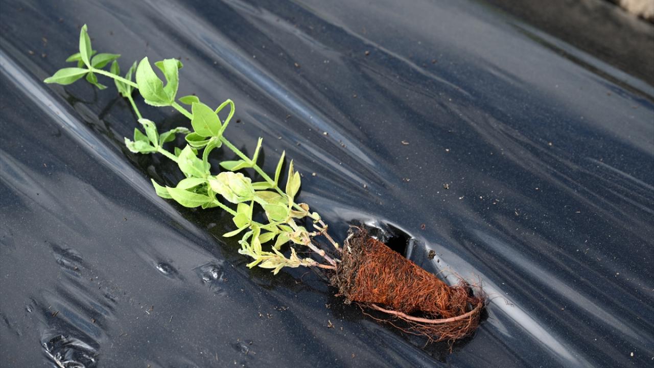 "Kök boyası çevreyi kirletmiyor"