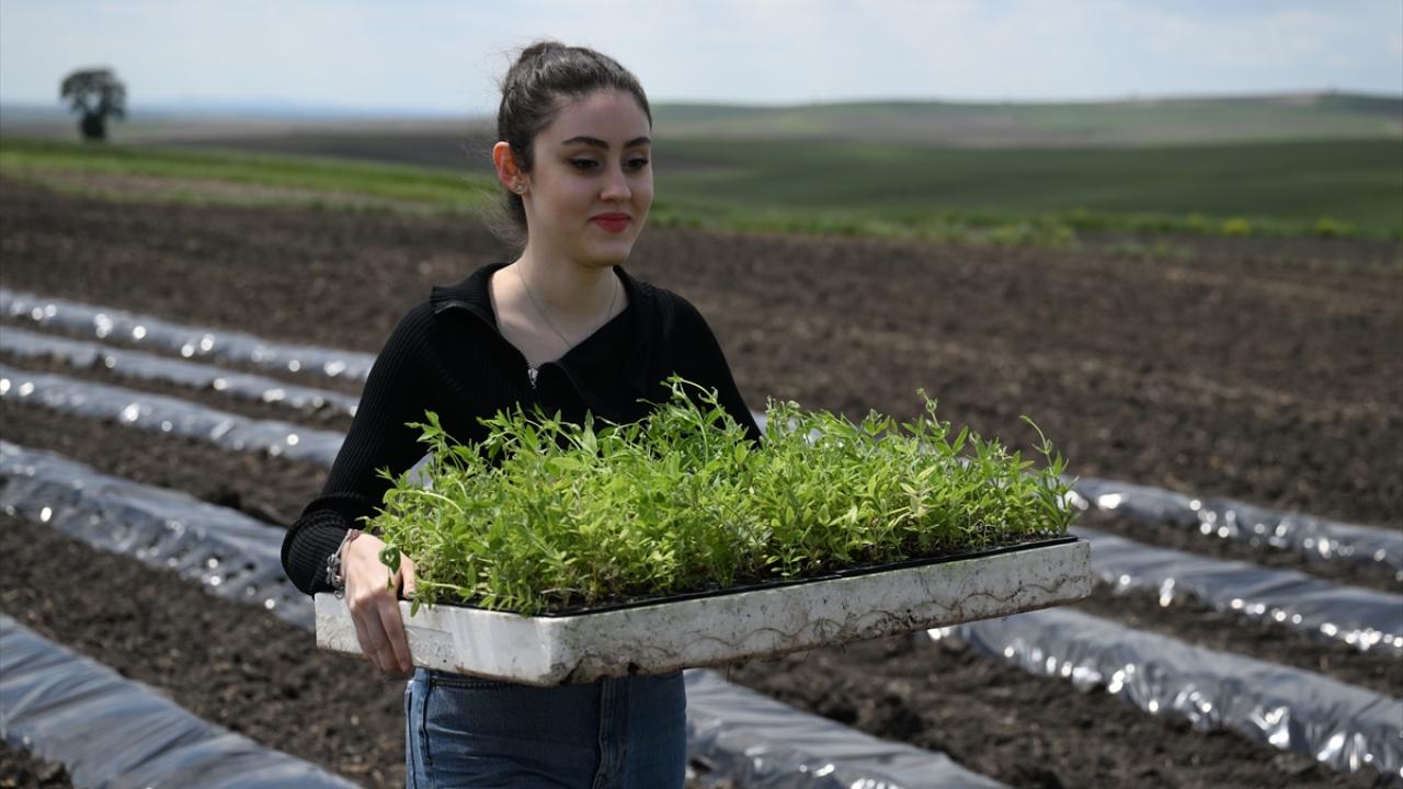 Üretimi bölgeye yaymak istiyor