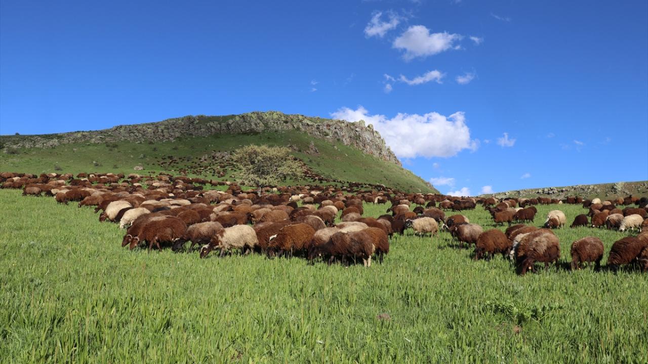 "Ömrüm çobanlıkla geçti"