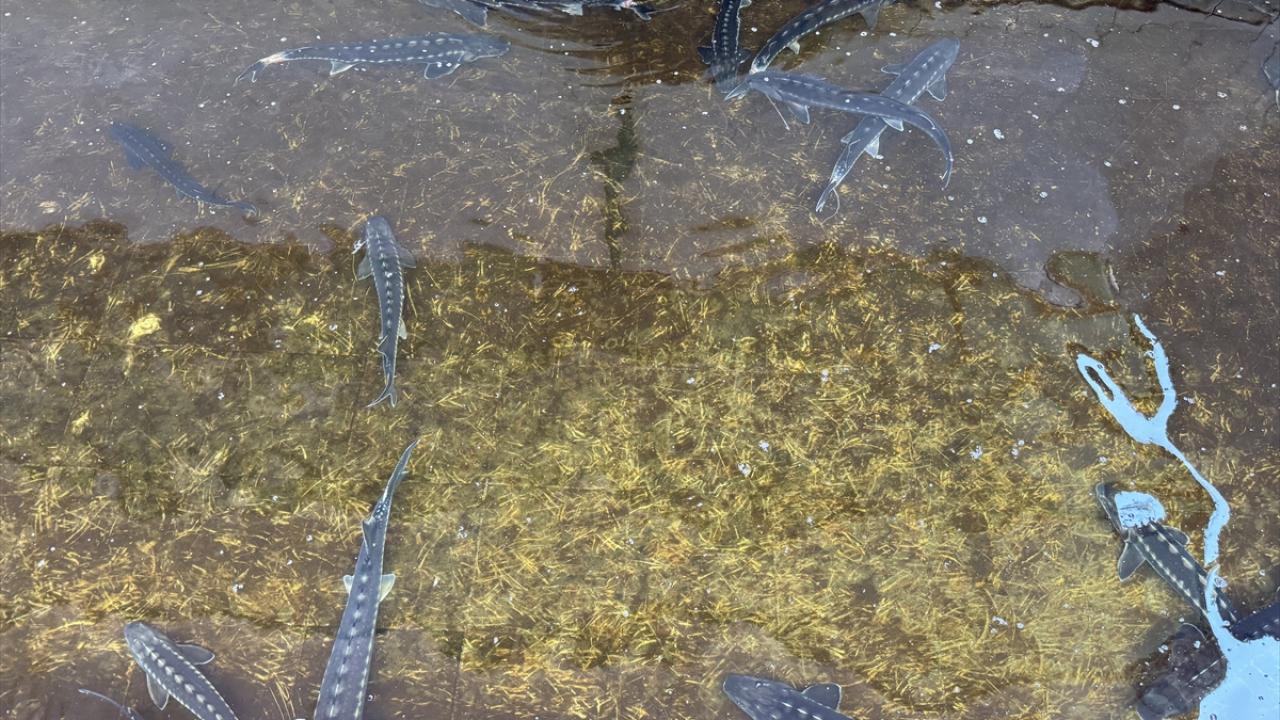 Havyarı, eti ve derisiyle ekonomik değer taşıyor