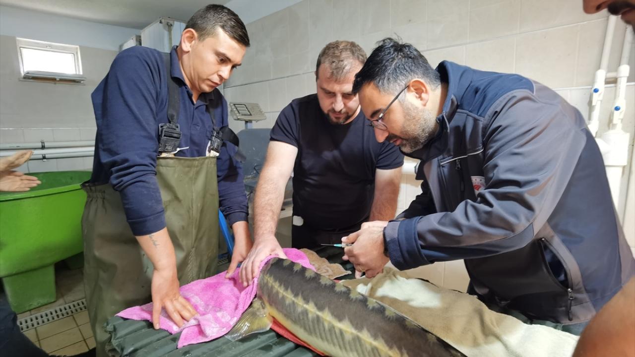 Sivriburun mersin balığı deneme üretimi de planlanıyor