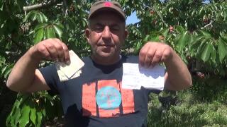 Hamile kızı için kiraz aldı, para ve not bıraktı