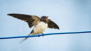 Yağmur suyuyla yıkanan kırlangıçlar