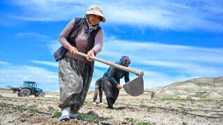 Yüzyıllık domates tohumları toprakla buluştu
