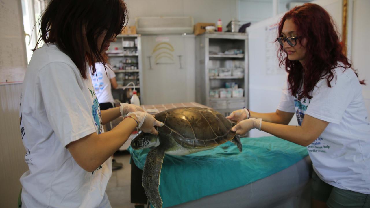 Akdeniz`deki göç yolculukları takip ediliyor