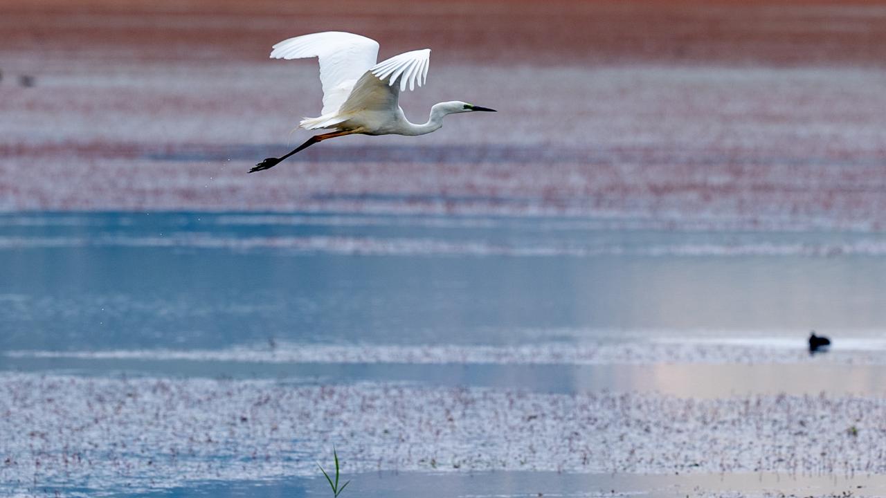 Beyaz balıkçıllar