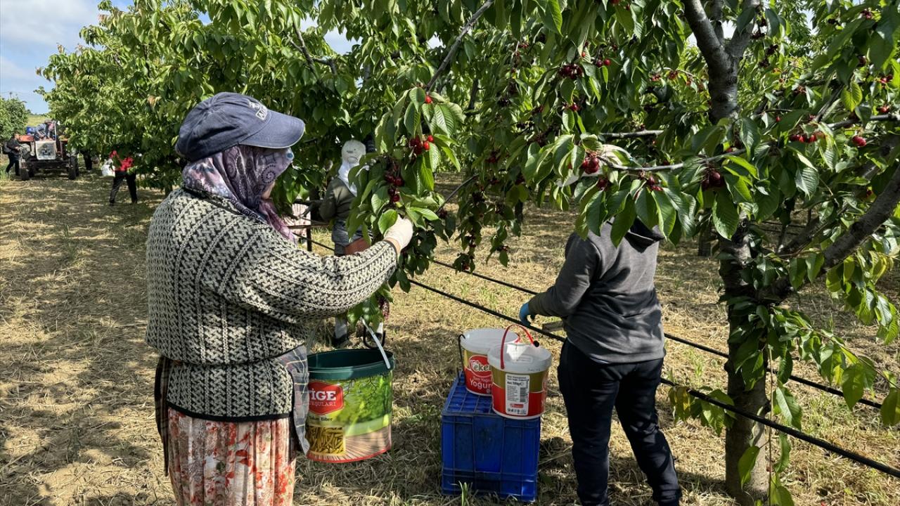 Kiraz bahçelerinde hummalı mesai başladı