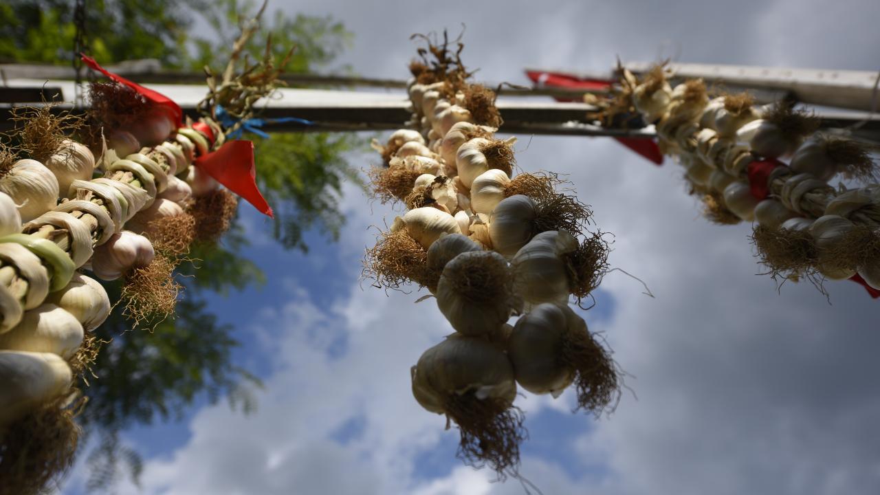 Taşköprü sarımsağı