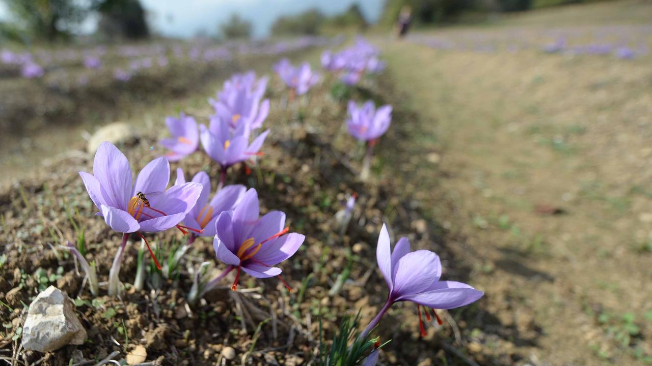 Safranbolu Safranı