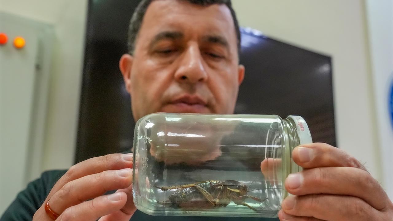 Çok sayıda alt türü var