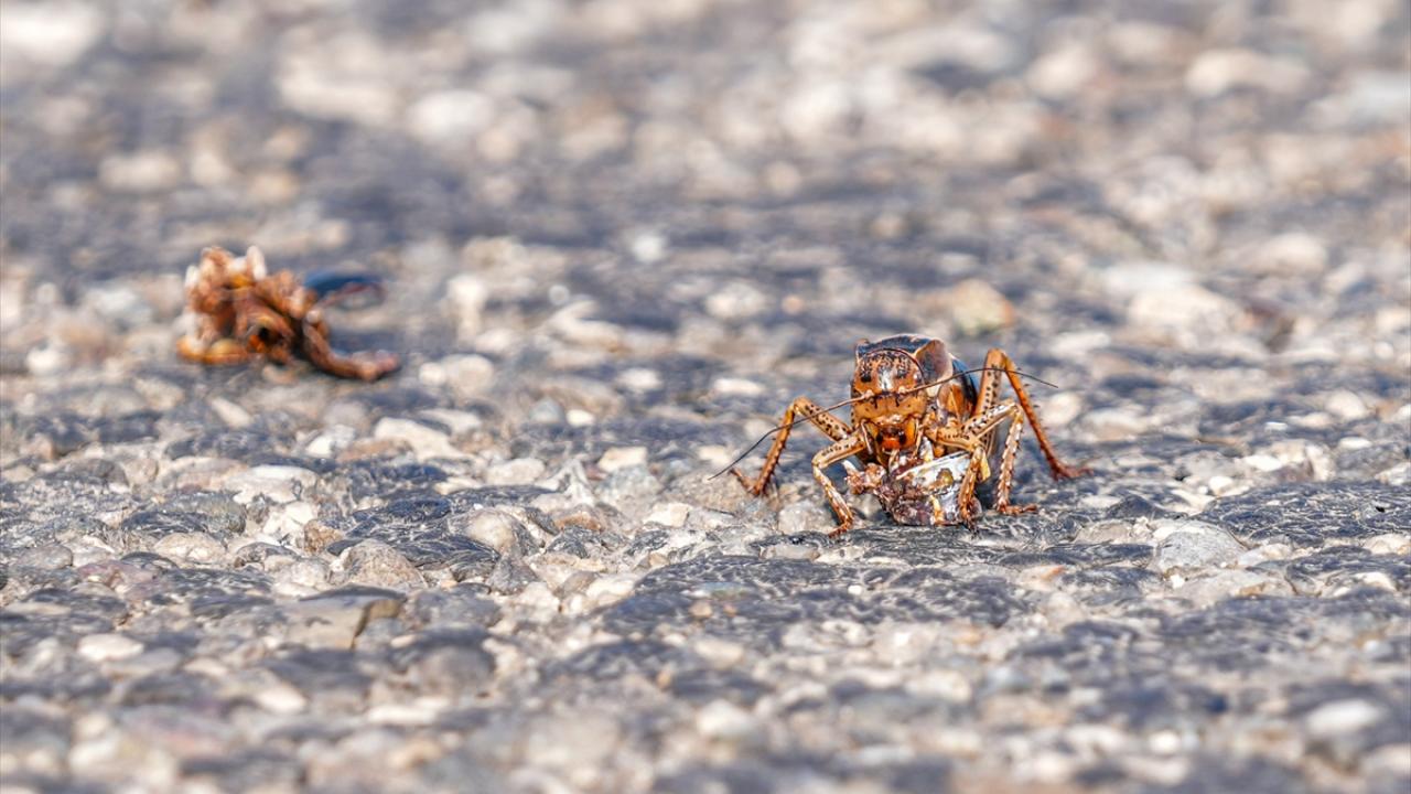 Rus masturbatsiya porno Rossiyadan qattiq porno