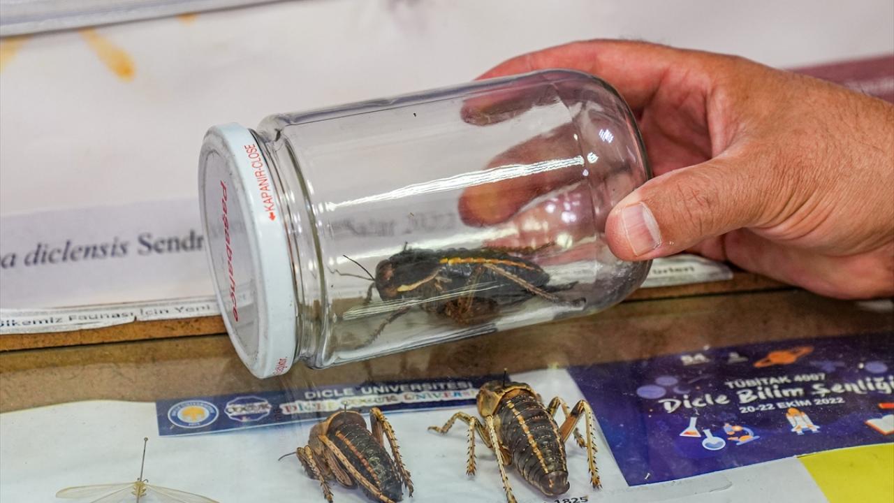 "Biyolojik çeşitliliğimiz için önemli türler"