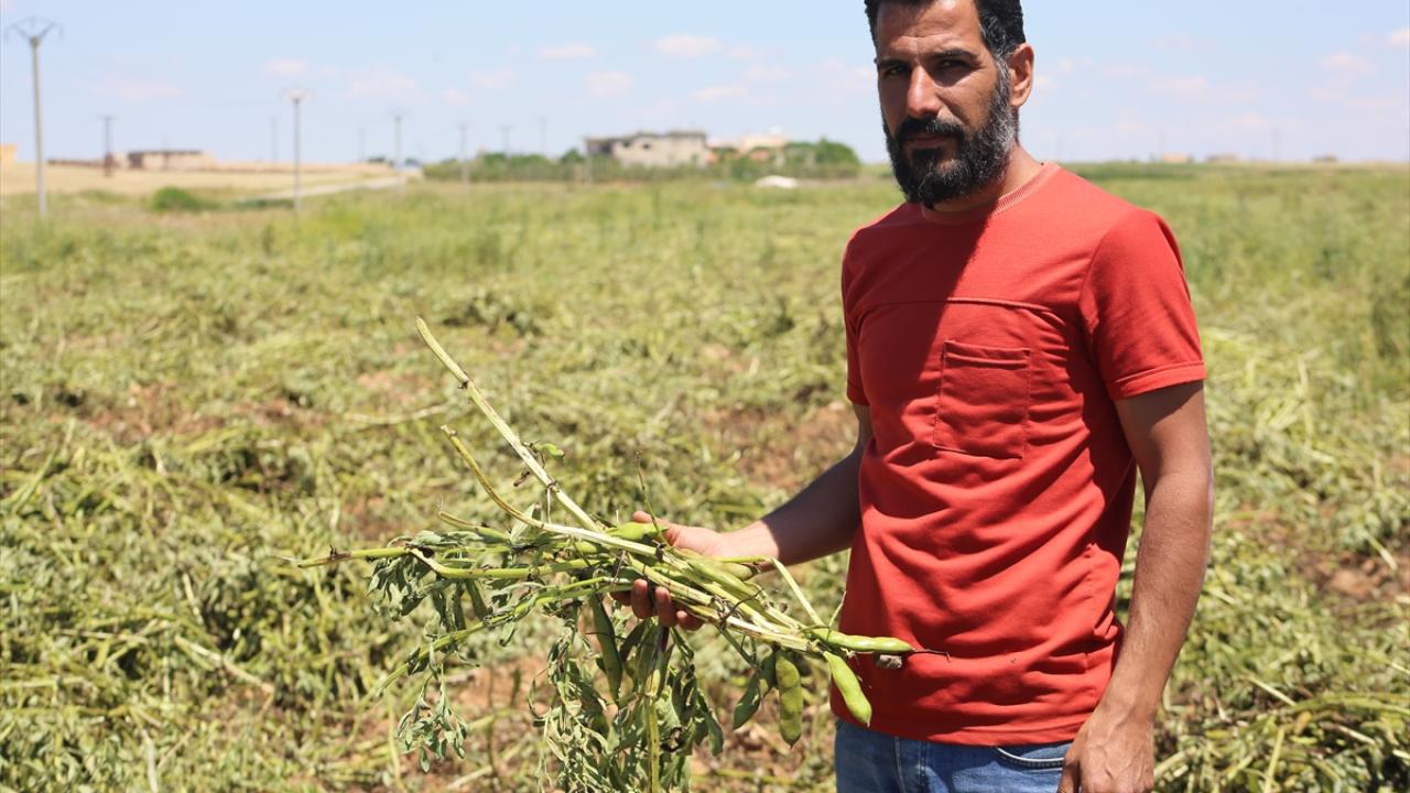 "Fiyatlar çiftçileri tatmin edecektir"