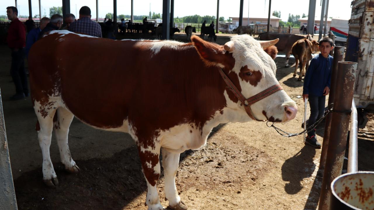 1 - Kesim gerçekleşmeksizin yalnızca bağışta bulunmak veya sadaka vermek kurban ibadeti yerine geçer mi?