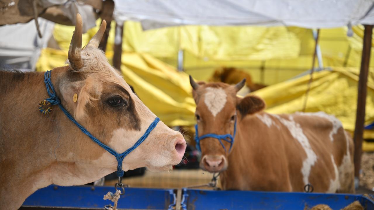 2 - Bir kurban hissesine birden fazla kişi ortak olabilir mi?
