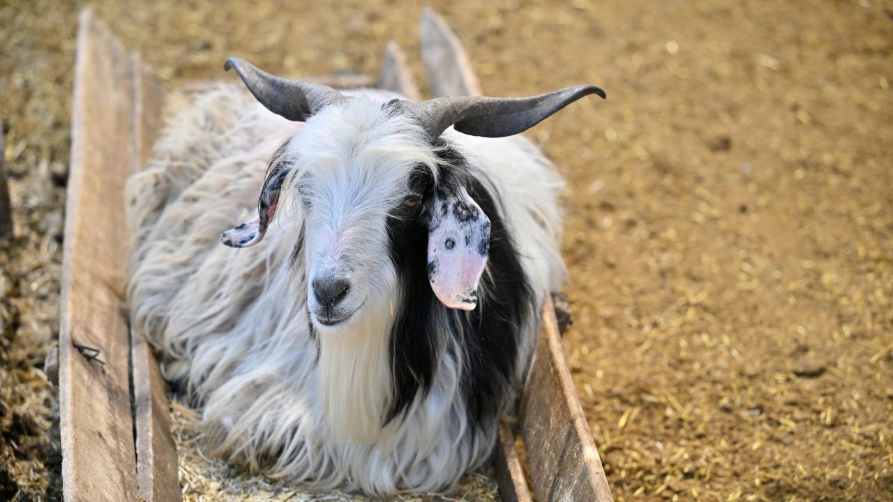 3 - Kabir veya ölü kurbanı var mı?