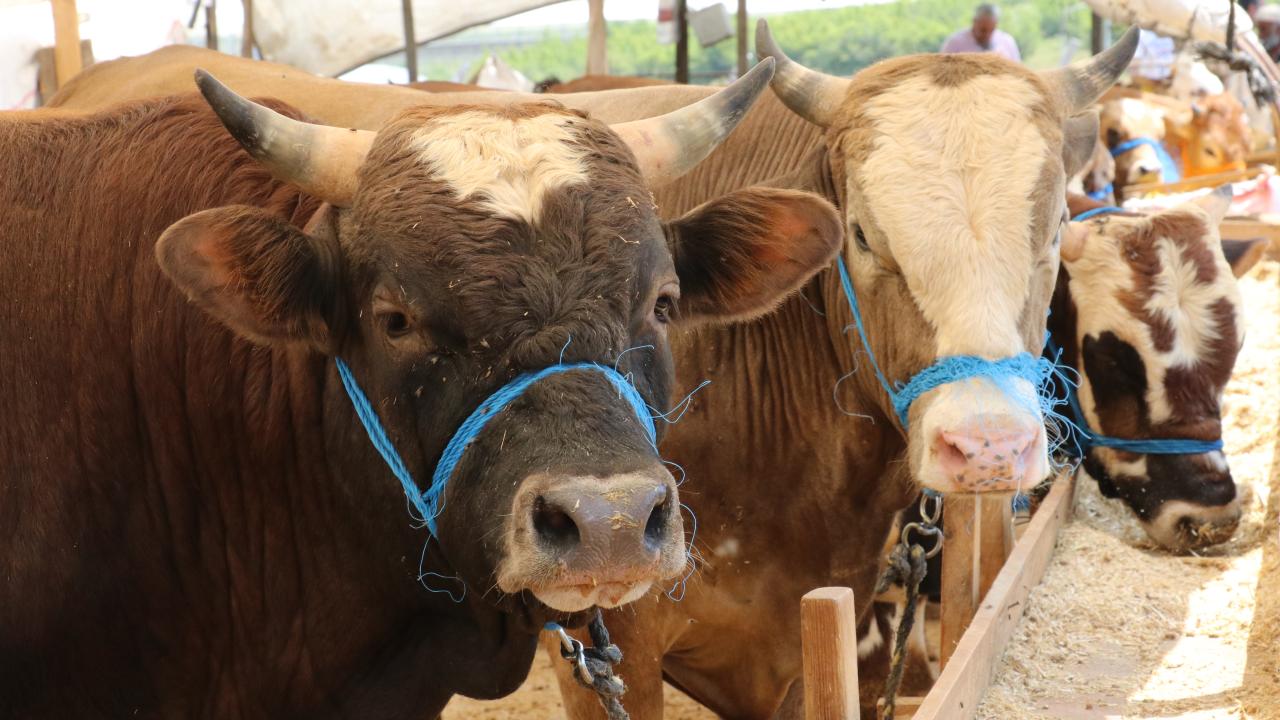 9 - Kurban kanı alına ya da araç lastiğine sürülür mü?