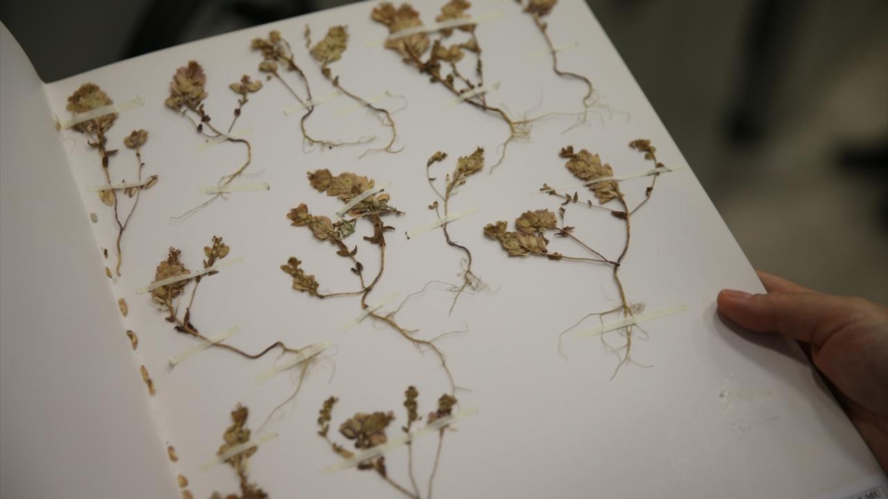 "Endemik bitkilerin varlığının korunması gerekiyor"