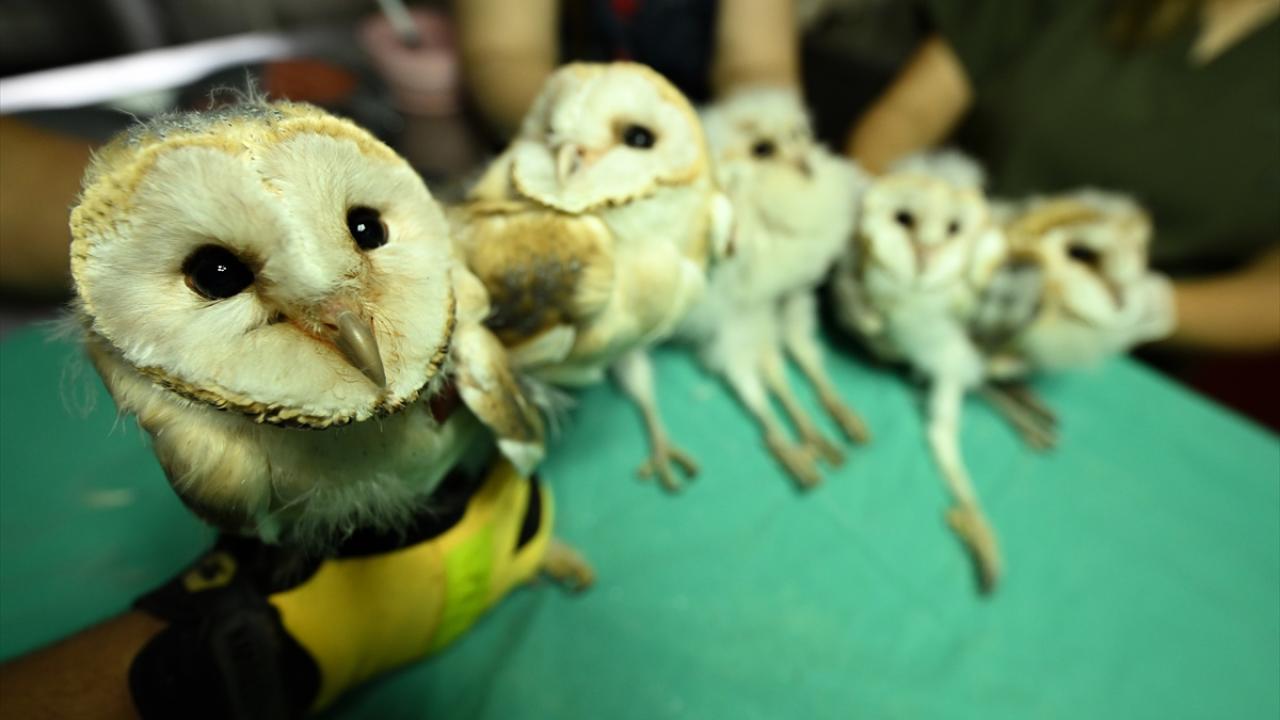 "Anne yuvayı terk etmiş"