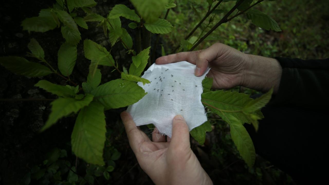 "Birkaç yıl içinde doğal dengenin sağlanacağına inanıyoruz"