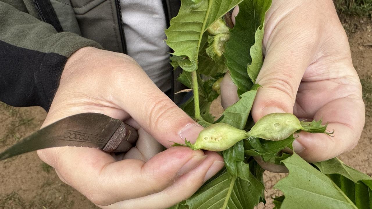 "Mahallemizin 150-200 ton kestane üretimi olacaktı"