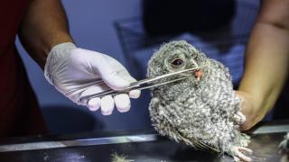 Terk edilmiş 3 baykuş yavrusunu özenle beslediler