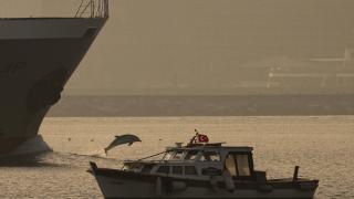 Yunuslar, İstanbul Boğazı'ndan geçen gemilere eşlik etti