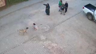 Başıboş köpek sorununa vatandaş ne diyor?