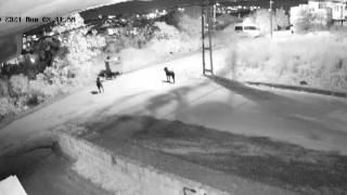 Başıboş sokak köpekleri kediyi parçaladı