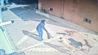 17 yaşındaki genç kız sahipsiz köpeklerin saldırısına uğradı