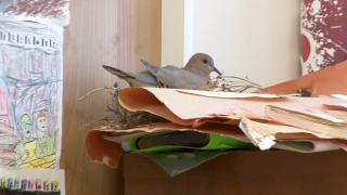 Sınıfın davetsiz misafiri: Kitaplık yuvası oldu