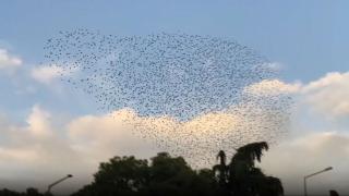 Kuş sürüsü uçuş trafiğini durdurdu