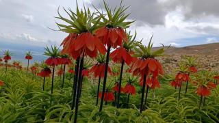Biyokaçakçılar ülkelere özgü türleri yurt dışına kaçırıyor